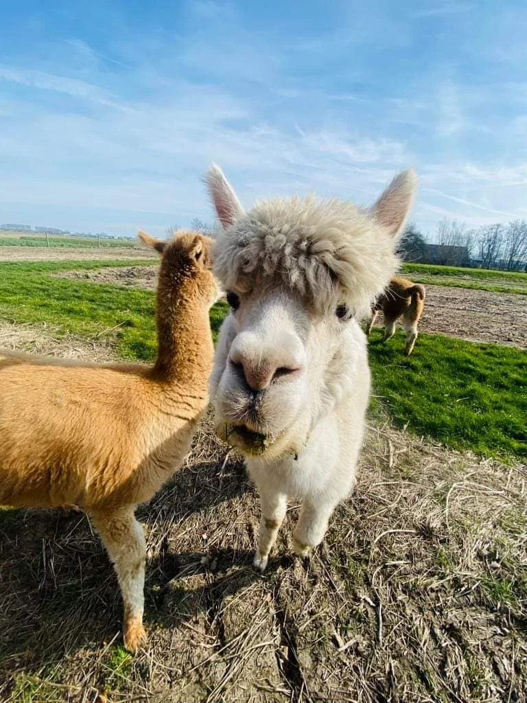 Een nieuwsgierige witte alpaca op het erf