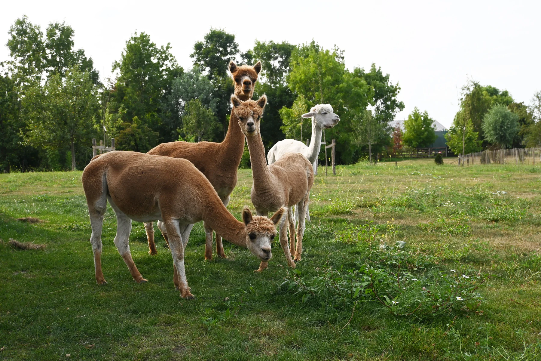 Alpaca’s grazen op het erf van De Wagenloods