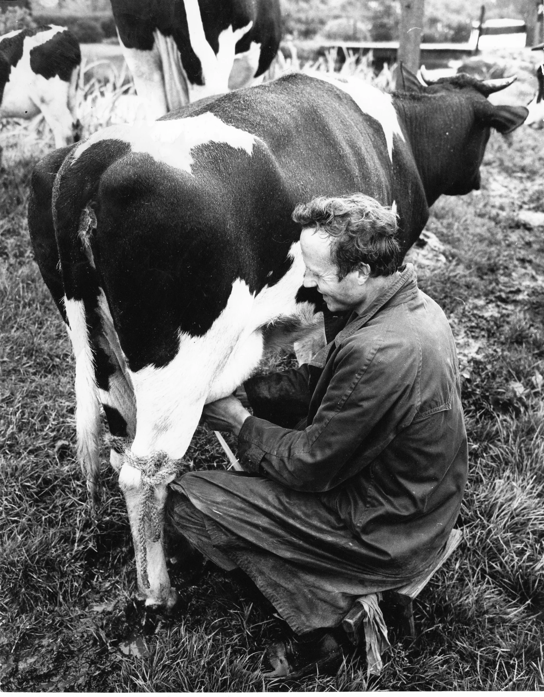 Historische familiefoto van het melken van een koe