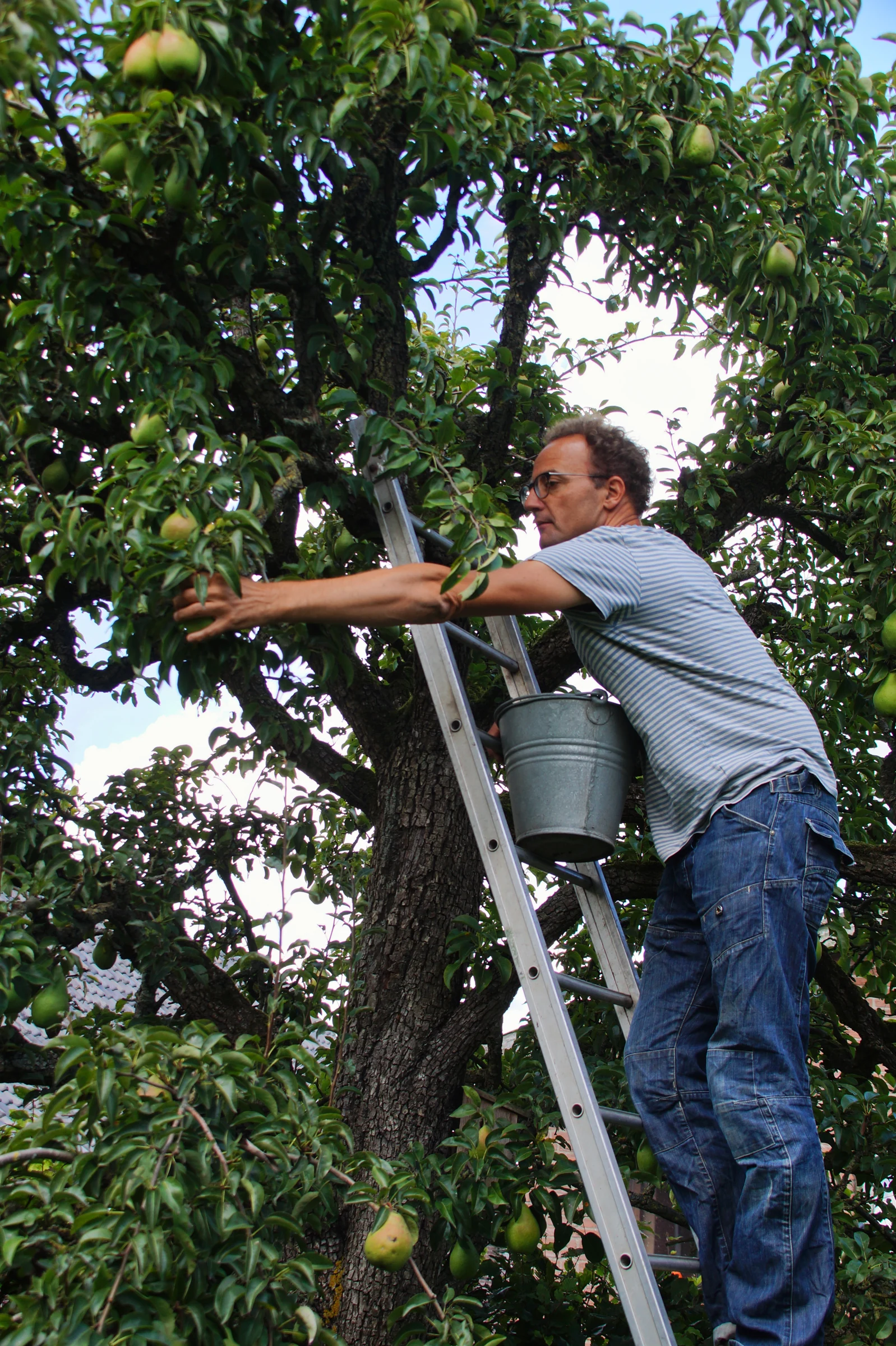 Jeroen plukt peren in de boomgaard
