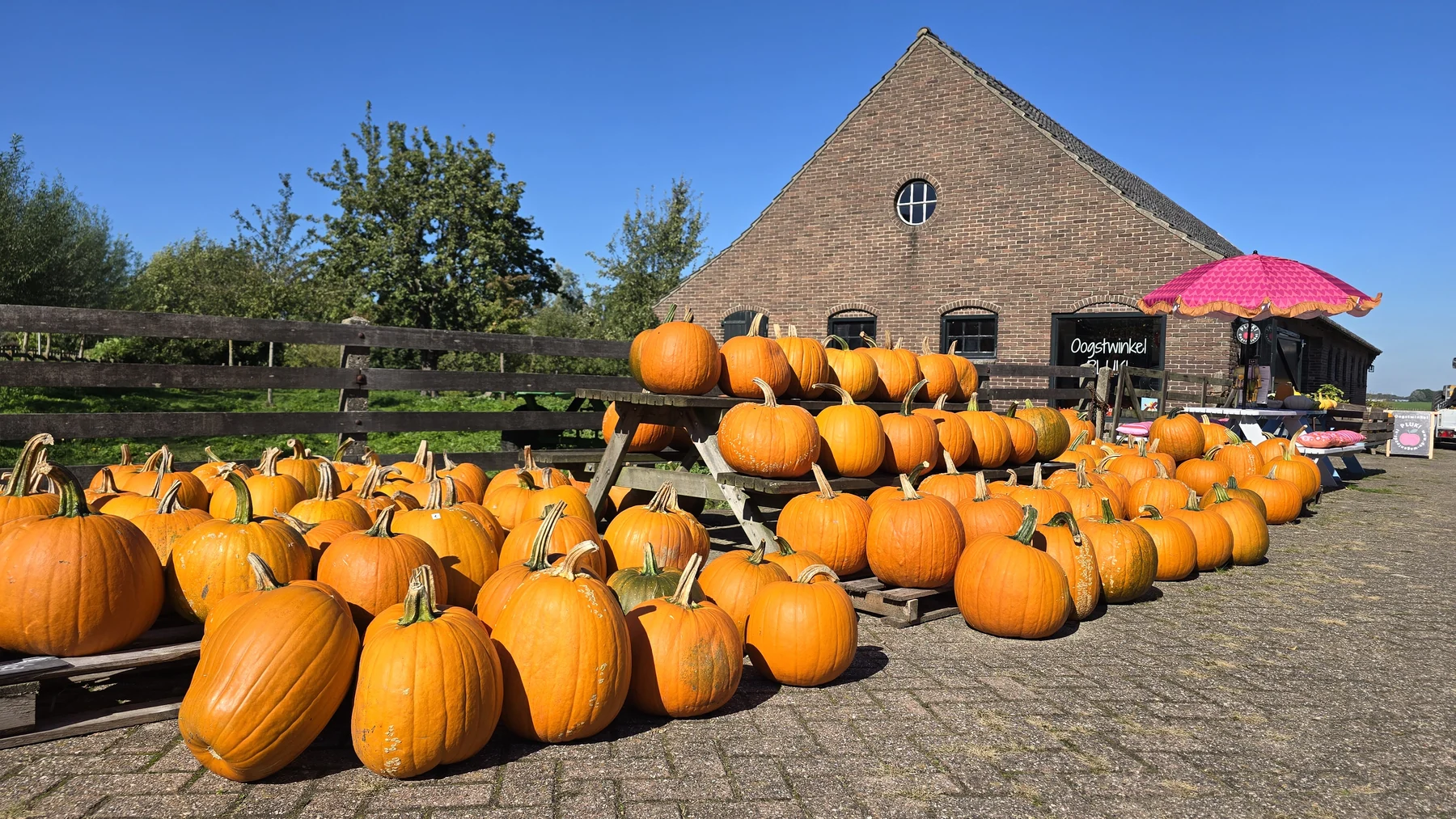 Pompoenen voor de oogstwinkel op het erf van De Wagenloods