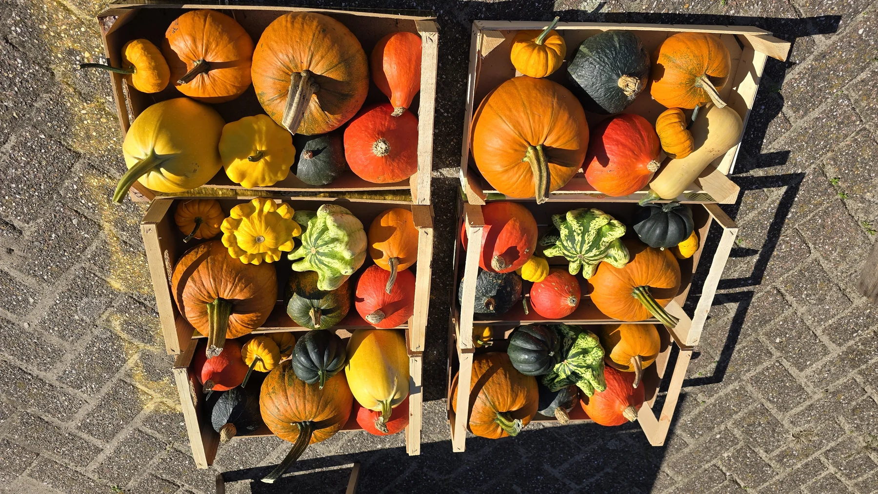 Houten kisten vol kleine pompoenen, van bovenaf gefotografeerd