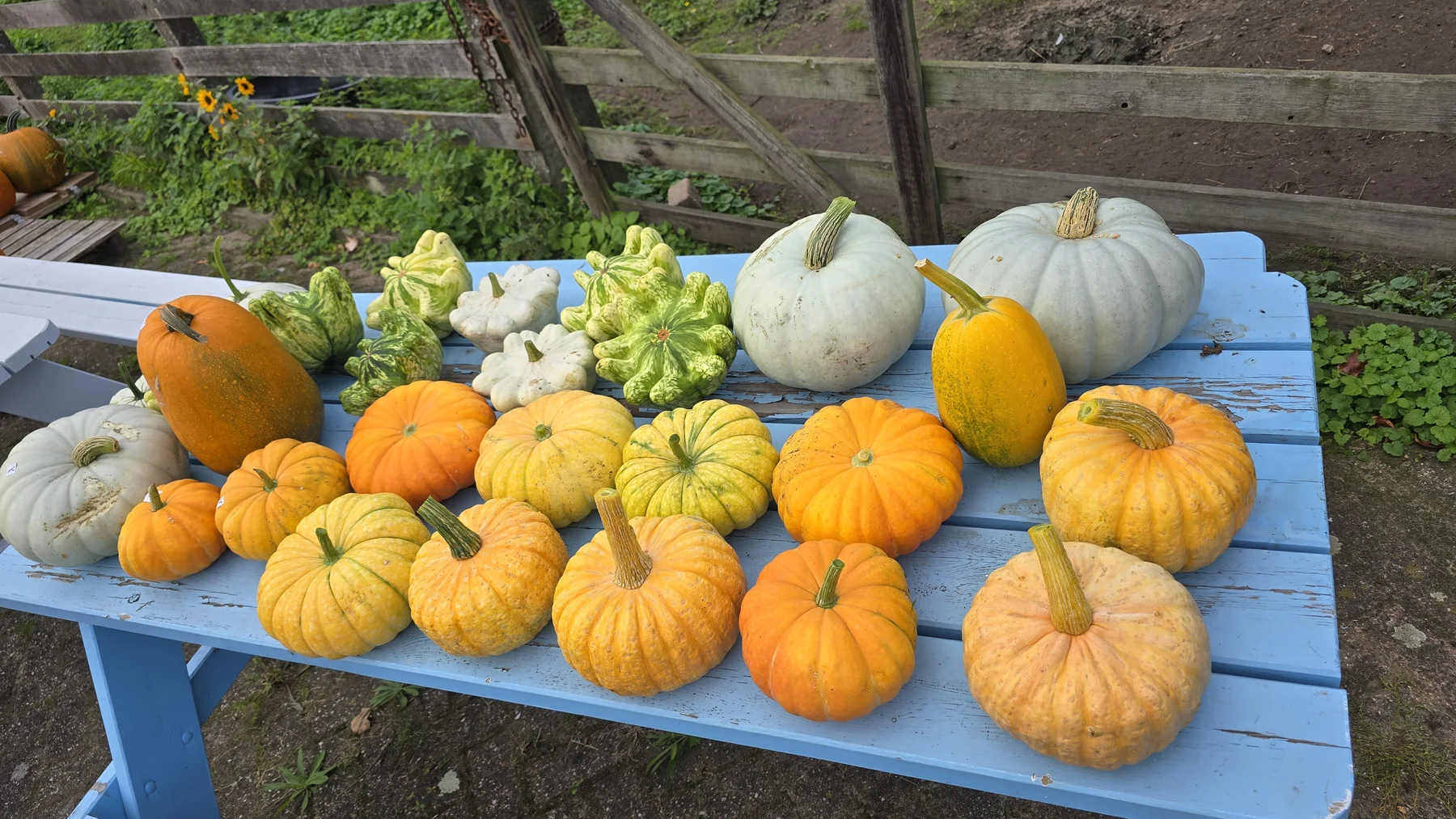 Gele, witte en groene pompoenen op een blauwe tafel op het erf